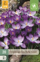 Krokus Ruby Giant 20 bollen