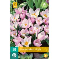 Krokus Sieberi Firefly 20 bollen - afbeelding 2