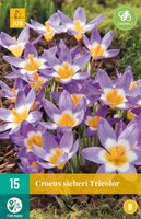 Krokus sieberi tricolor 15 bollen - afbeelding 2