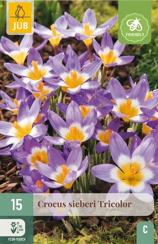 Krokus sieberi tricolor 15 bollen - afbeelding 3