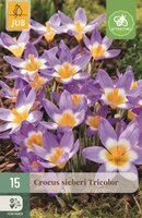 Krokus sieberi tricolor 15 bollen