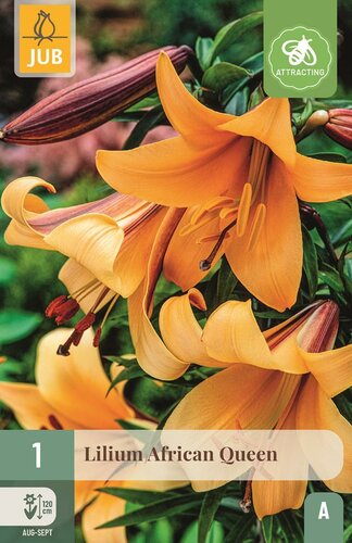 Lelie African queen - afbeelding 1