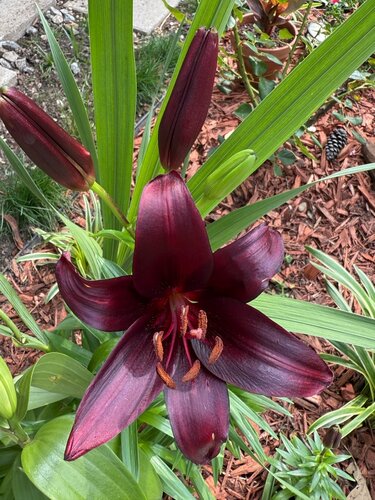 Lelie blacklist - afbeelding 2