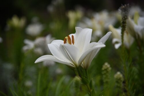 Lelie Kent - afbeelding 2