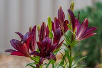 Lelie Nightrider - afbeelding 2