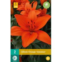 Lelie orange summer