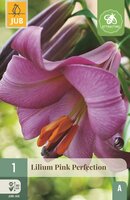 Lelie pink perfection