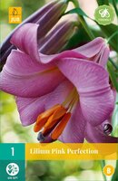 Lelie pink perfection