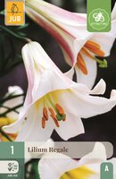 Lelie regale