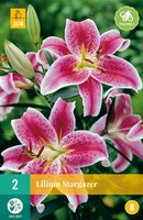 Lelie Stargazer - afbeelding 1