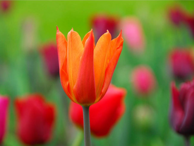 Leliebloemige tulpen