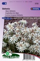Leontopodium Alpinum zaden Edelweiss