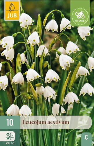 Leucojum aestivum 10 bollen - afbeelding 4