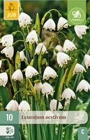 Leucojum aestivum 10 bollen - afbeelding 4