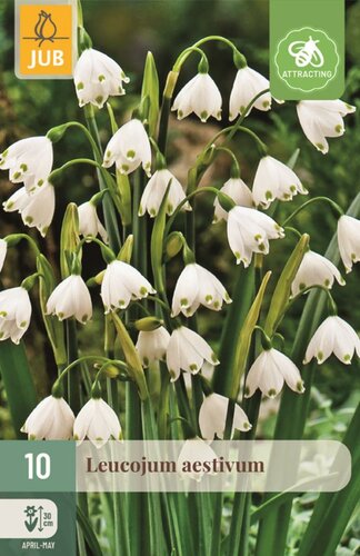 Leucojum aestivum 10 bollen - afbeelding 1