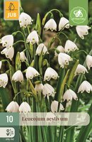 Leucojum aestivum 10 bollen