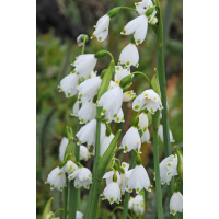 Leucojum gravetye giant 3 bollen - afbeelding 3