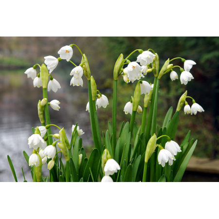 Leucojum gravetye giant 3 bollen - afbeelding 2