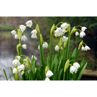 Leucojum gravetye giant 3 bollen - afbeelding 2