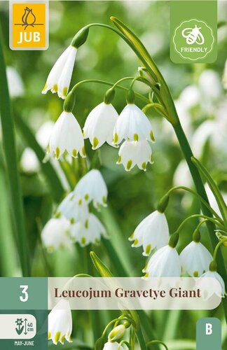 Leucojum gravetye giant 3 bollen - afbeelding 4