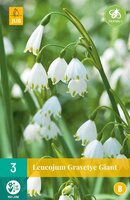 Leucojum gravetye giant 3 bollen - afbeelding 3