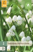 Leucojum gravetye giant 3 bollen