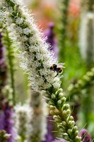 Liatris blauw wit - afbeelding 3
