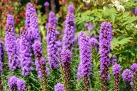 Liatris blauw wit - afbeelding 2