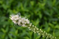Liatris floristan white - afbeelding 2