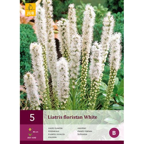 Liatris floristan white
