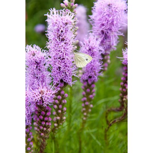 Liatris spicata - afbeelding 2