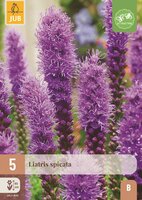 Liatris spicata