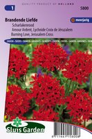 Lychnis Chalcedonica zaden Brandende Liefde