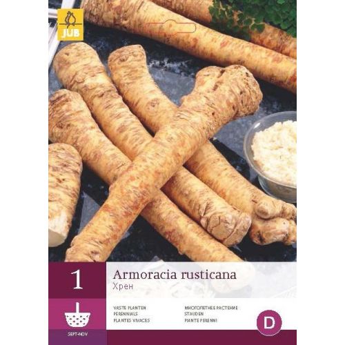Mierikswortel Armoracia rusticana 1 stuk