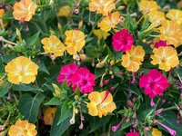 Mirabilis jalapa - afbeelding 2