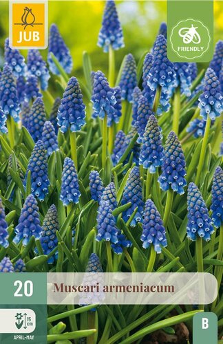 Muscari Armeniacum 20 bollen - afbeelding 3