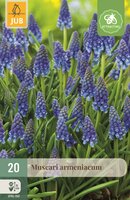 Muscari Armeniacum 20 bollen
