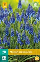 Muscari Armeniacum 20 bollen - afbeelding 2