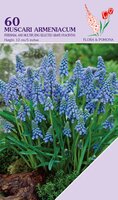 Muscari Armeniacum 60 bollen - afbeelding 2