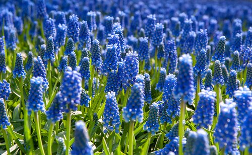 Muscari Armeniacum 60 bollen - afbeelding 2