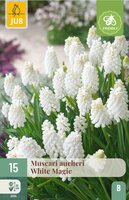 Muscari aucheri white magic 15 bollen - afbeelding 3