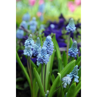 Muscari azureum 10 stuks - afbeelding 3