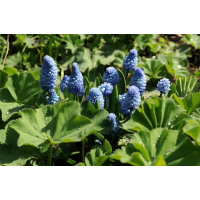 Muscari azureum 10 stuks - afbeelding 2