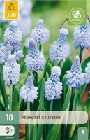 Muscari azureum 10 stuks - afbeelding 4