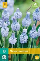 Muscari azureum 10 stuks - afbeelding 3