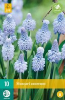 Muscari azureum 10 stuks - afbeelding 1