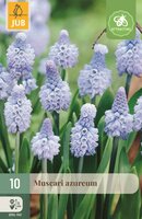 Muscari azureum 10 stuks