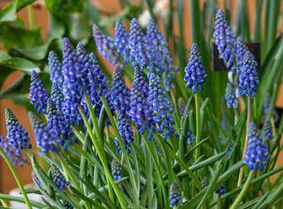 Muscari blauwe druifjes