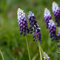 Muscari Grape Ice 7 bollen - afbeelding 3