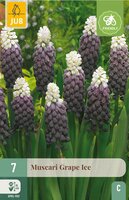 Muscari Grape Ice 7 bollen - afbeelding 2